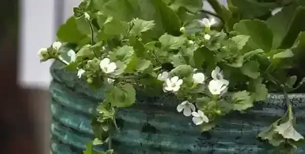 علاج التوتر العصبي-علاج التوتر العضلي بالأعشاب